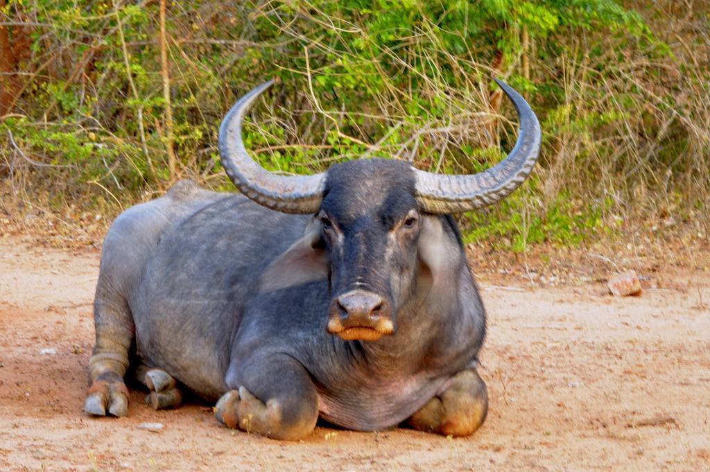 Wild Panthera Yala Тисамахарама Екстериор снимка