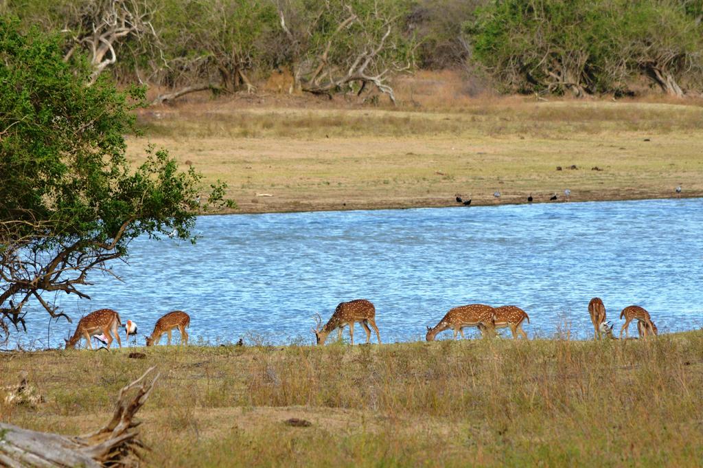 Wild Panthera Yala Тисамахарама Екстериор снимка