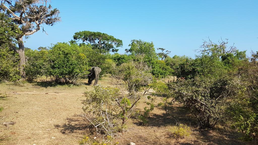 Wild Panthera Yala Тисамахарама Екстериор снимка
