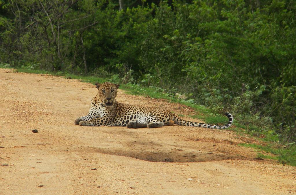 Wild Panthera Yala Тисамахарама Екстериор снимка